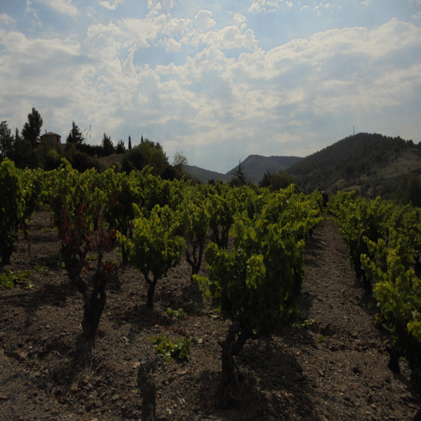 Offres de vente Terrain Villeneuve-les-Corbières 11360