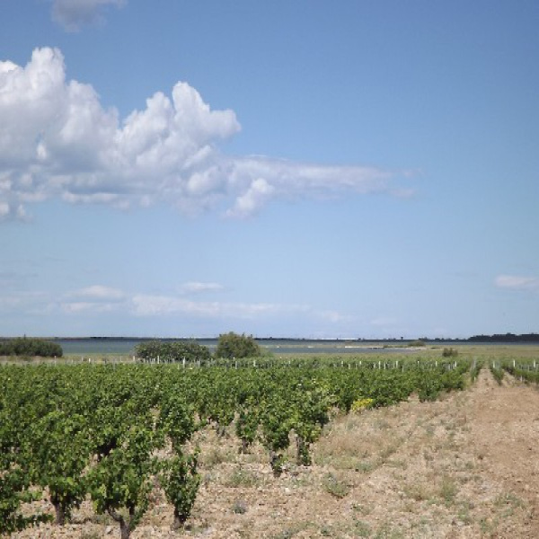 Offres de vente Terrain La Palme 11480